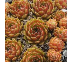Sempervivum ORANGE FROST