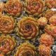 Sempervivum ORANGE FROST