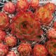 Sempervivum ORANGE GLOW