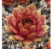 Sempervivum ORESTES
