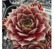 Sempervivum ORSOLA