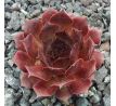 Sempervivum DOLO
