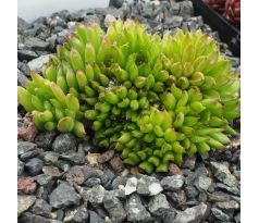 Sempervivum PELORA