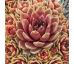 Sempervivum PETRA