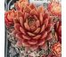 Sempervivum PINEAPPLE PUNCH