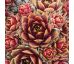 Sempervivum PINGO