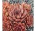 Sempervivum PINK FLAMINGO