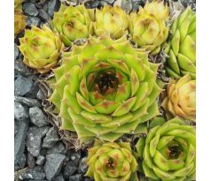 Sempervivum PISTACHIO