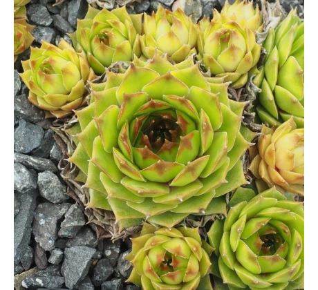 Sempervivum PISTACHIO