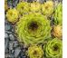 Sempervivum PISTACHIO