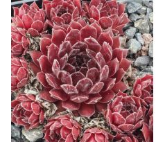 Sempervivum PLUM FROSTING