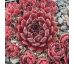 Sempervivum PLUM FROSTING