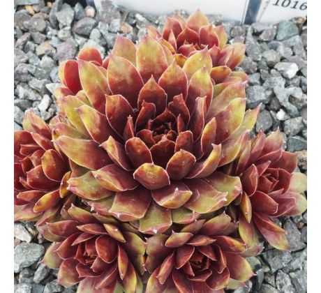 Sempervivum POEM