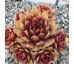 Sempervivum POEM