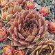 Sempervivum PRINCESS ROSE