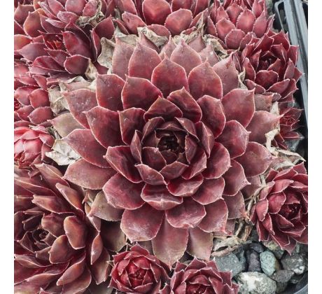 Sempervivum PURPLE DAZZLER