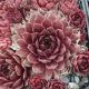 Sempervivum PURPLE DAZZLER