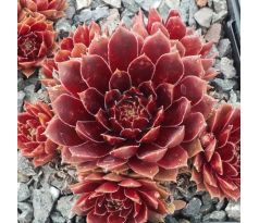 Sempervivum PURPURKRANZ