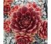 Sempervivum PURPURKRANZ