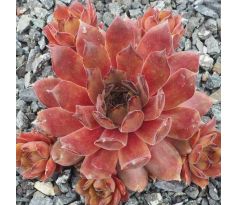 Sempervivum QUEEN FABIOLA
