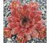 Sempervivum QUEEN FABIOLA
