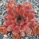 Sempervivum QUEEN FABIOLA
