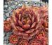 Sempervivum RACHEL
