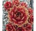 Sempervivum RED DAZZLER