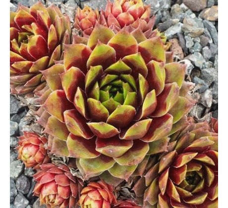 Sempervivum RED FLAME