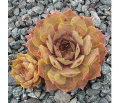 Sempervivum JUPITER