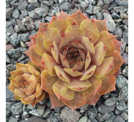 Sempervivum JUPITER