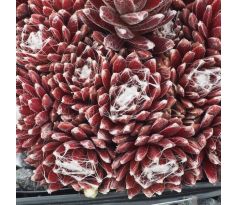 Sempervivum RED SPIDER