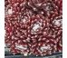 Sempervivum RED SPIDER