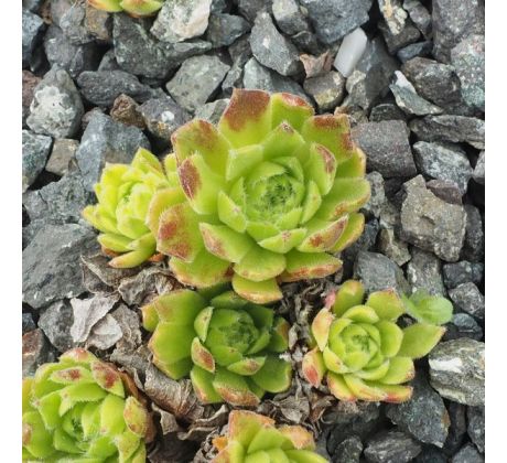 Sempervivum JIGGER