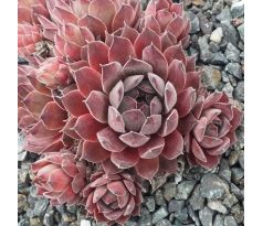 Sempervivum ENGLE`S