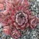 Sempervivum ENGLE`S