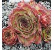 Sempervivum KATJUSA