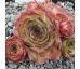 Sempervivum KATJUSA