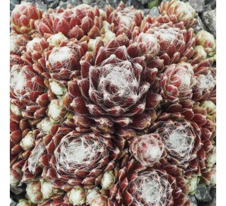Sempervivum REGENSBURGER KOKON