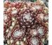 Sempervivum REGENSBURGER KOKON