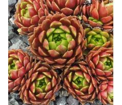 Sempervivum REGENSBURGER PRINZ