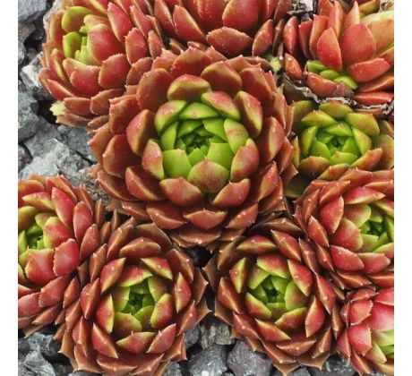 Sempervivum REGENSBURGER PRINZ