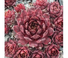 Sempervivum RICH AND FRUITY