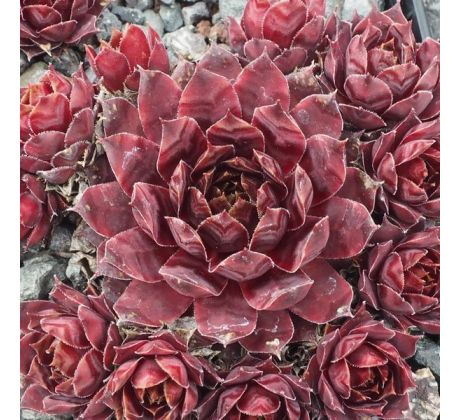 Sempervivum RICH AND FRUITY