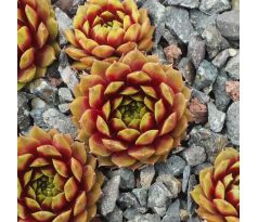 Sempervivum RIO DE JANEIRO