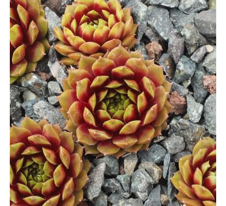 Sempervivum RIO DE JANEIRO