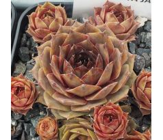 Sempervivum RITA JANE