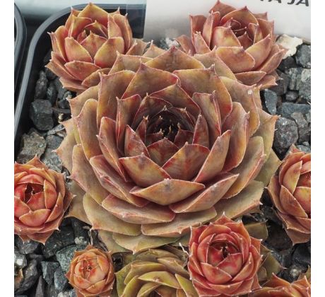 Sempervivum RITA JANE