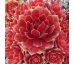 Sempervivum ROCKNOLL ROSETTE