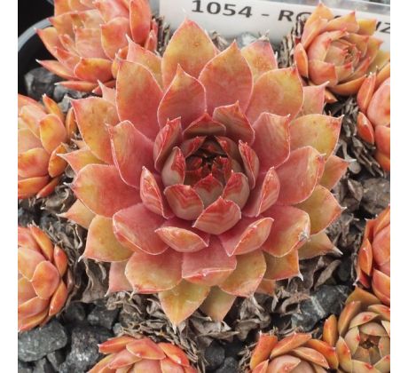 Sempervivum ROMANZE